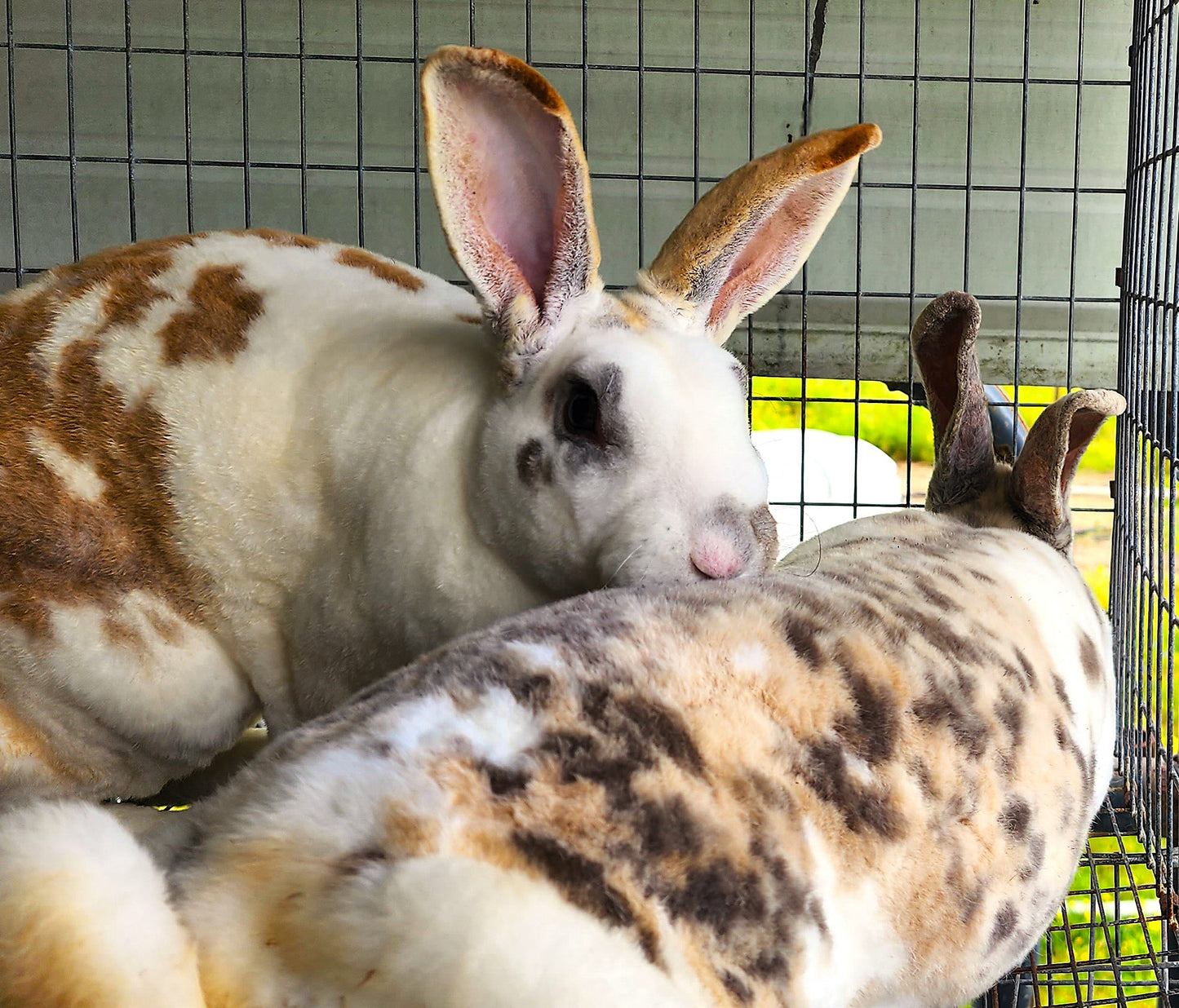 Introduction to Rabbits Class