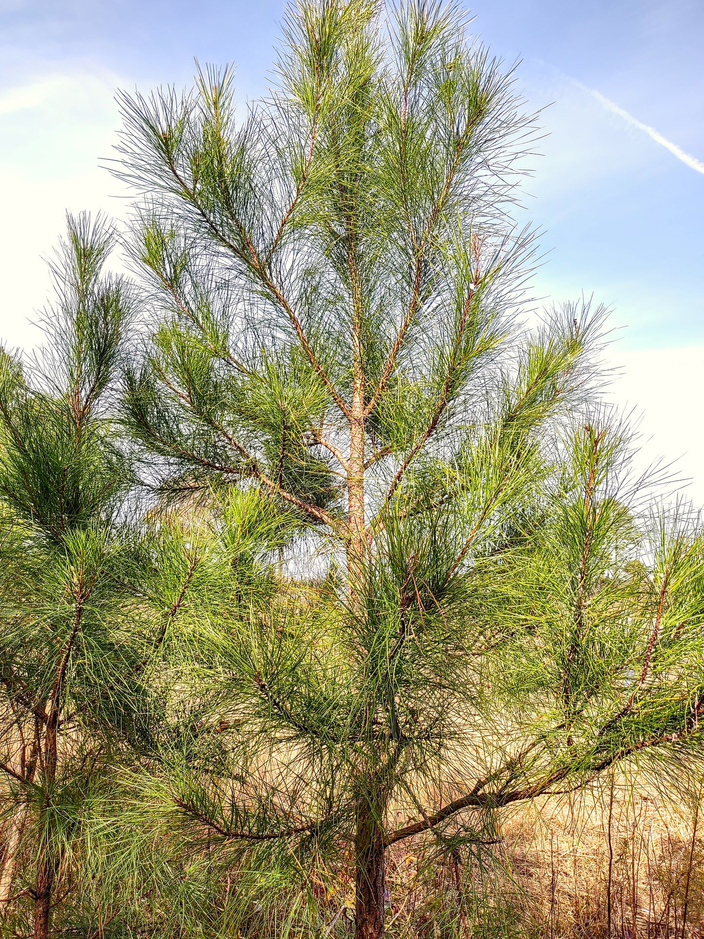 Local Pine Tree for Christmas