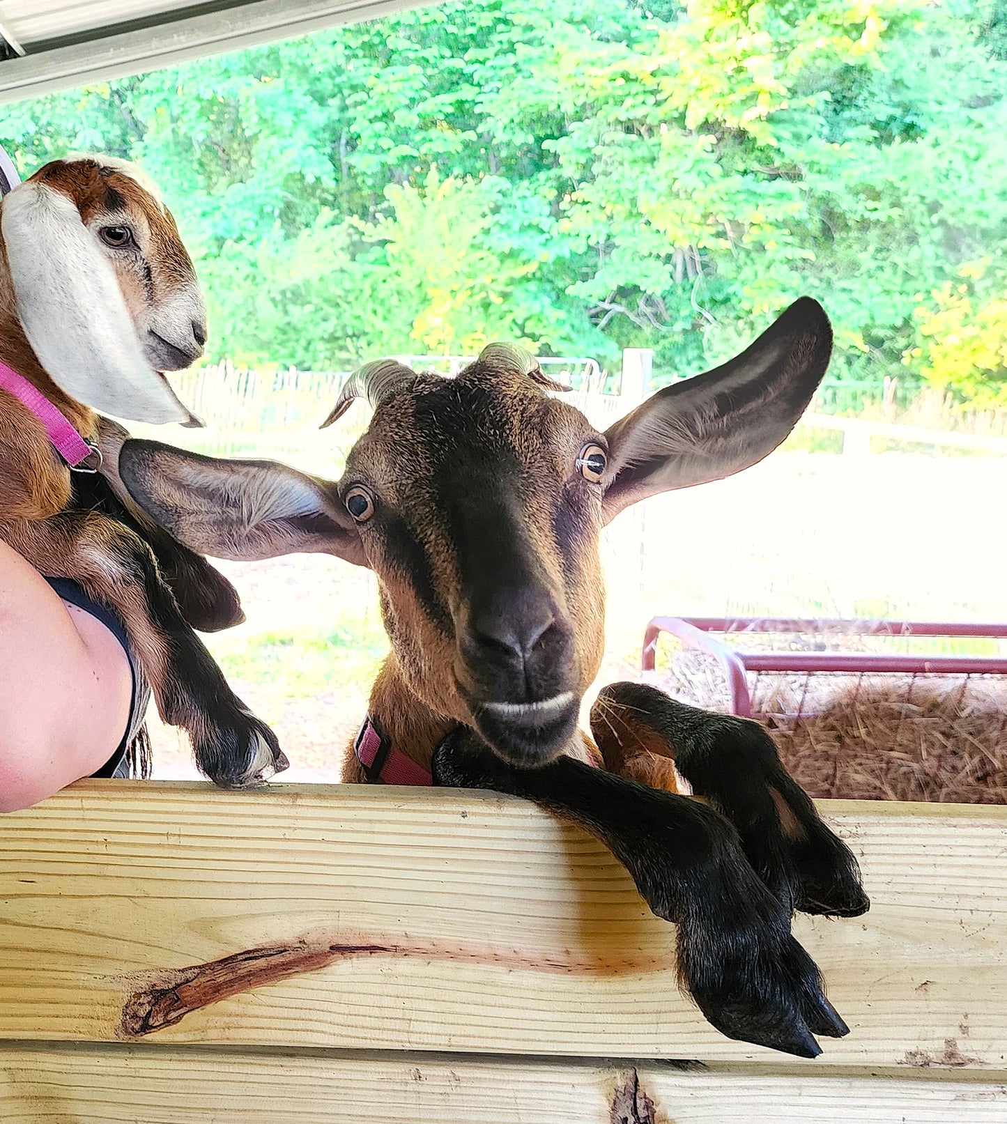 Farm Club Membership